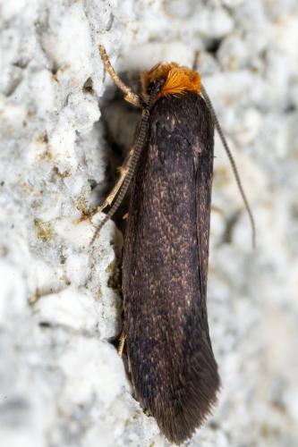 Réf. 282 771 : Cephimallota crassiflavella